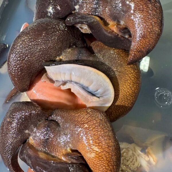 Large Bush snail (10pcs)